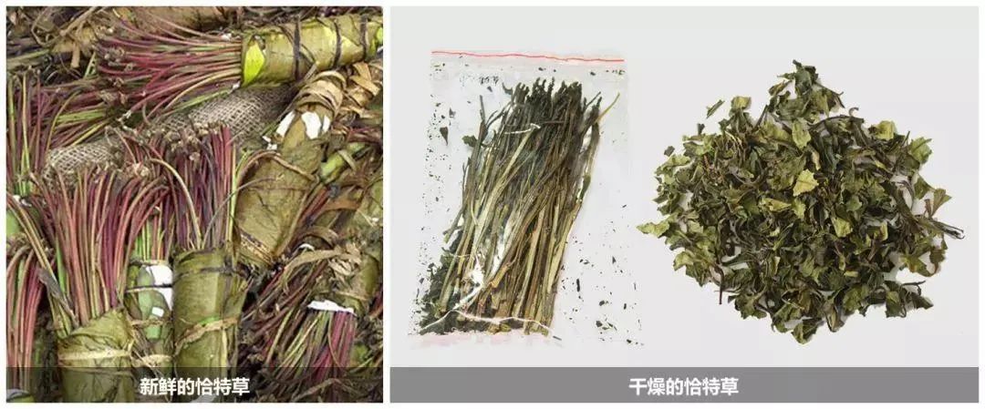 煲汤养生还是伤身体,补品炖汤副作用