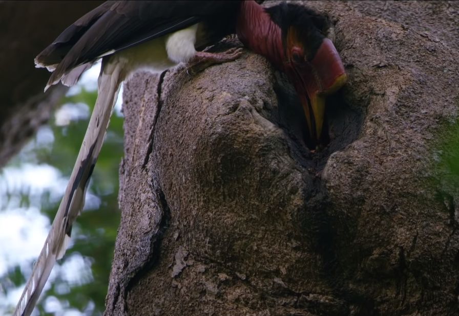 价值比象牙高3倍，活着被取骨后等死！盔犀鸟头骨到底有什么用？