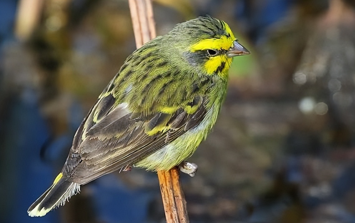养哪种鸟可以赚钱,现在养什么鸟最赚钱还能繁殖