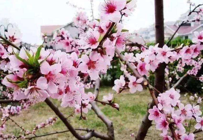 家里适合养什么好养的旺财花,适合养家里的吉祥花