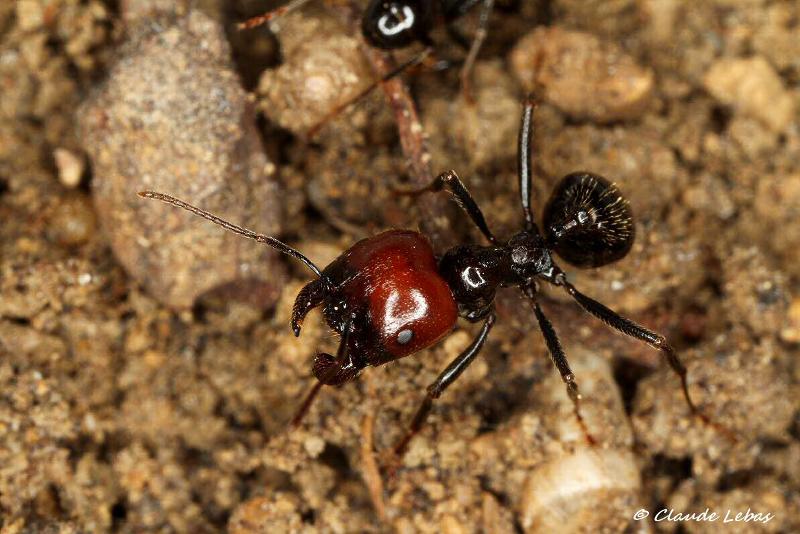 海关截获活体蚂蚁拿来干嘛,为什么海关经常查到活体蚂蚁