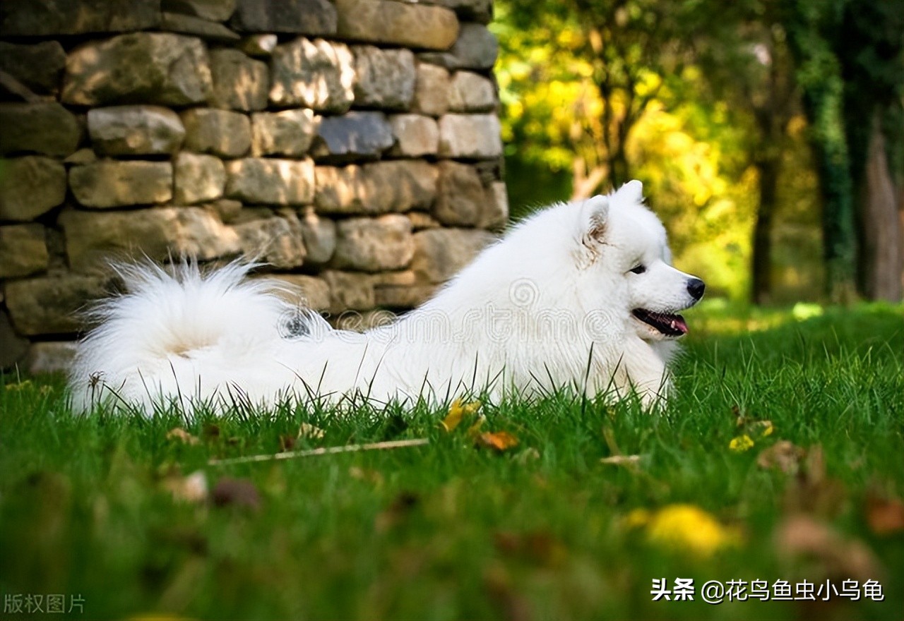 有着天使般面孔的萨摩耶，为什么养着养着就想放弃了