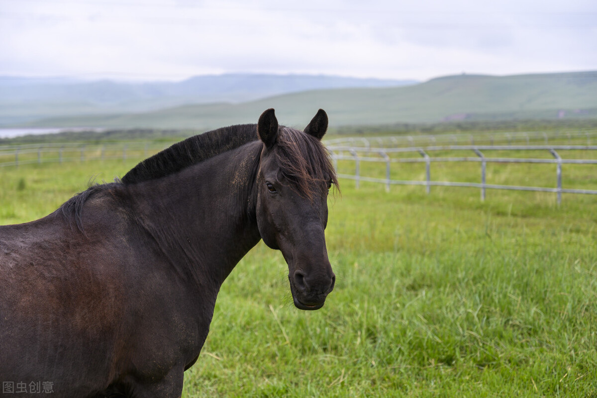 遥远的骑兵——我们的马
