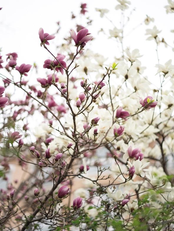 大连踏青推荐地方有哪些,大连春天踏青哪里好