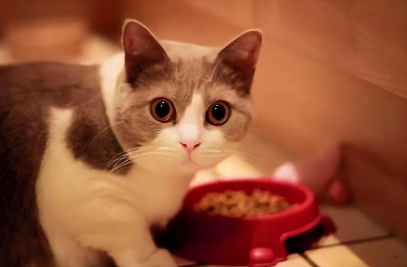 养猫指南猫粮,养猫攻略猫咪一直叫