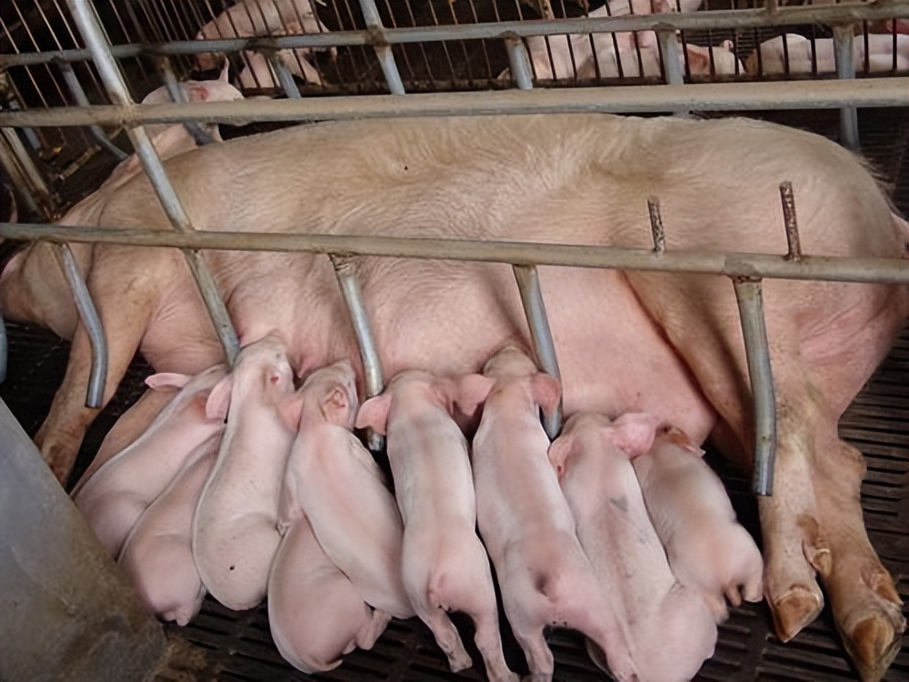 养殖母猪注意事项和经验,养殖母猪人工授精技术