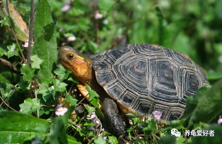 养半水龟用什么土,养半水龟用哪一类绿植好