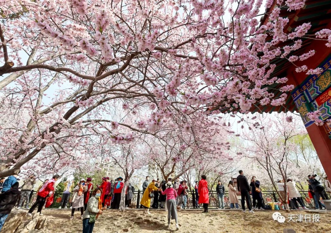 天津桃花堤桃花花期多长时间,天津运河桃花节时间表