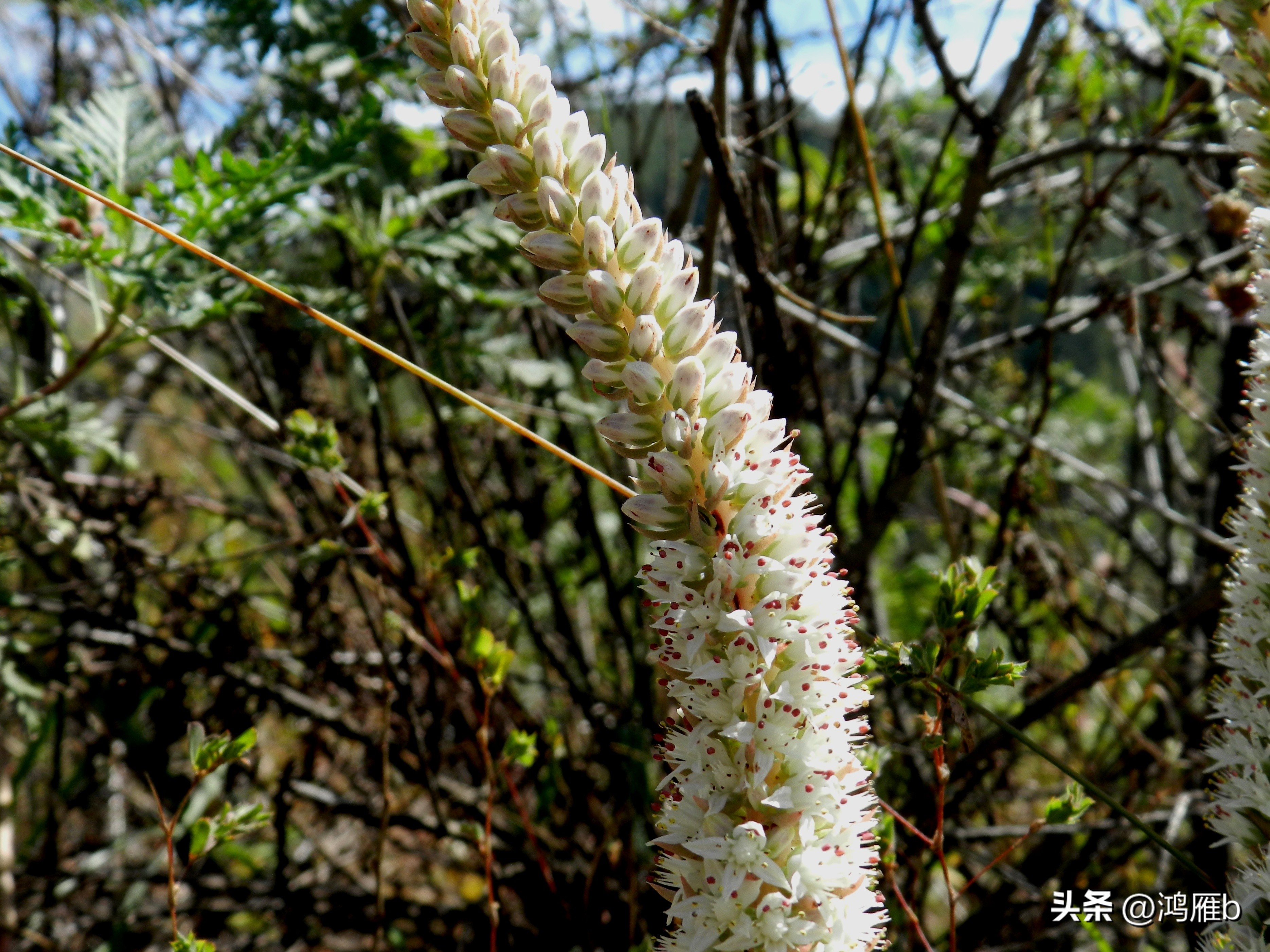十大耐阴多肉植物,狼爪瓦松是多肉吗