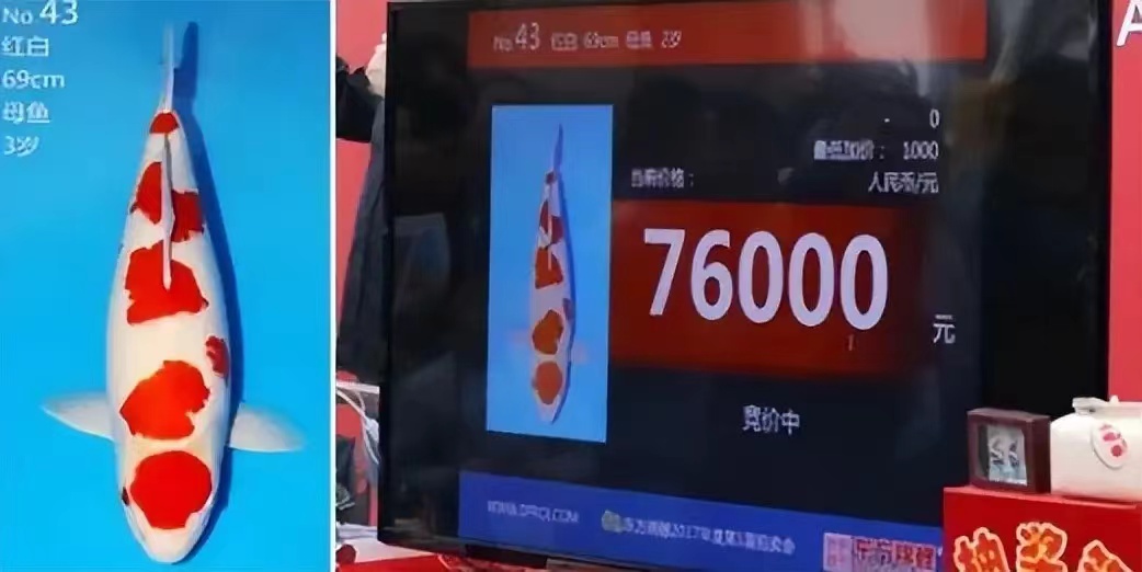 山西人花300万在日本买的锦鲤,山西老汉花300万买日本锦鲤