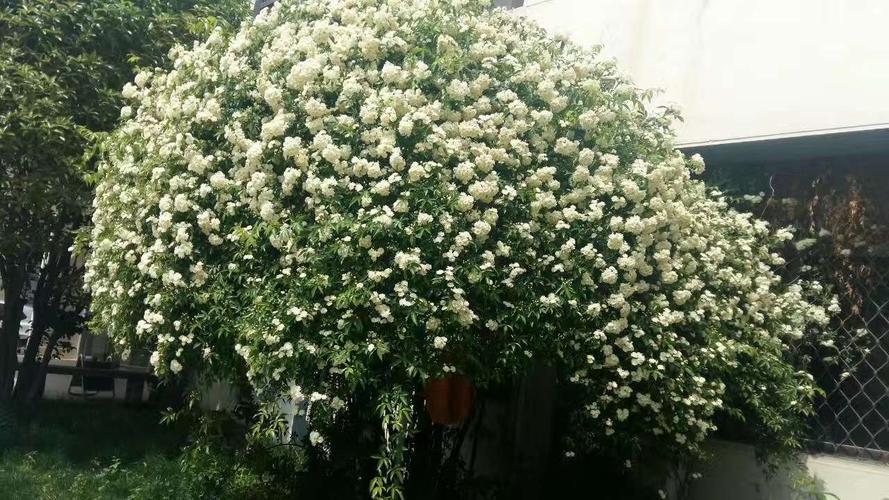 看看花市最受欢迎的6种花,这5种花再好看也别乱养