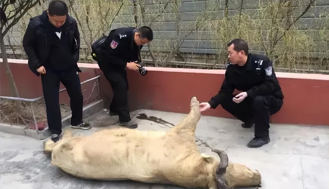 陕西眉县现一头“怪牛”该男子喂它很多次，网友看到：秦岭杀手王