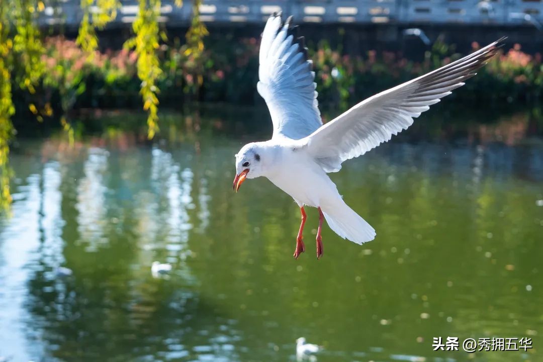 有一种生活叫云南四季,《有一种叫云南的生活》