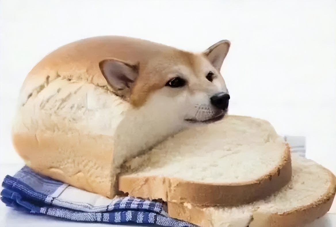 如果我变成面包狗你还会和我玩吗,妈妈如果我变成面包狗你会爱我吗