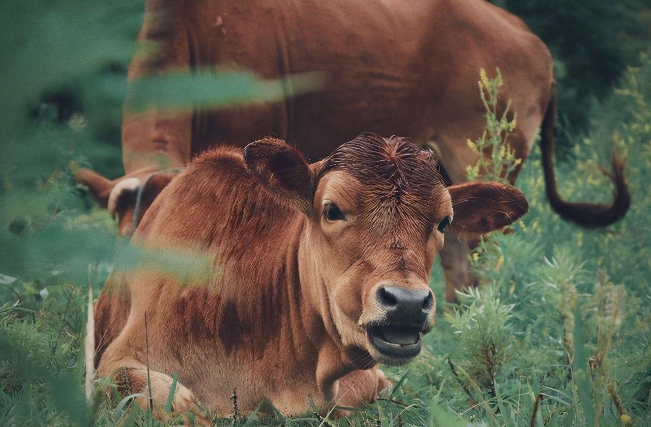 或存在回交？东岛400头牛独立演化350年，*亲近**繁殖为啥没灭绝？