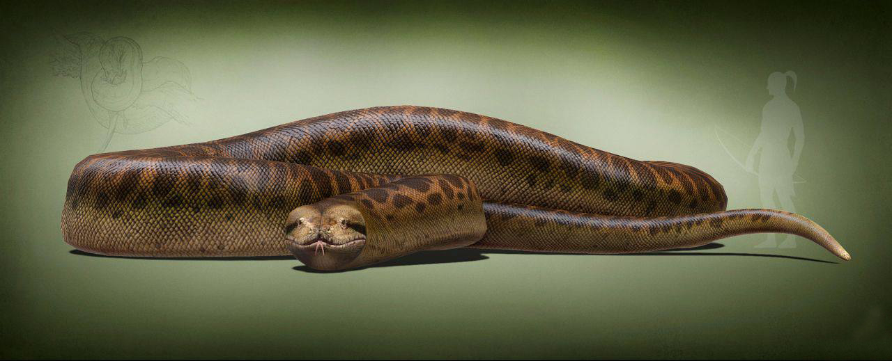 史前泰坦巨蟒到底有多长,泰坦巨蟒最大可以长到多大