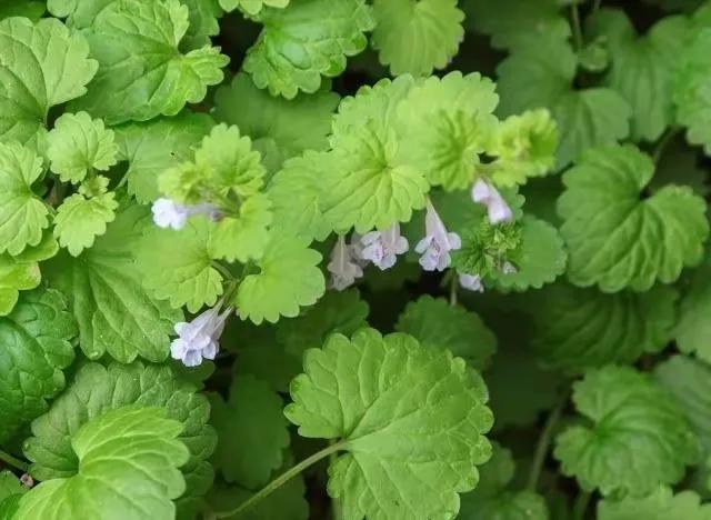 您在路边遇到过活血丹这种野草吗,野生活血丹草药图片