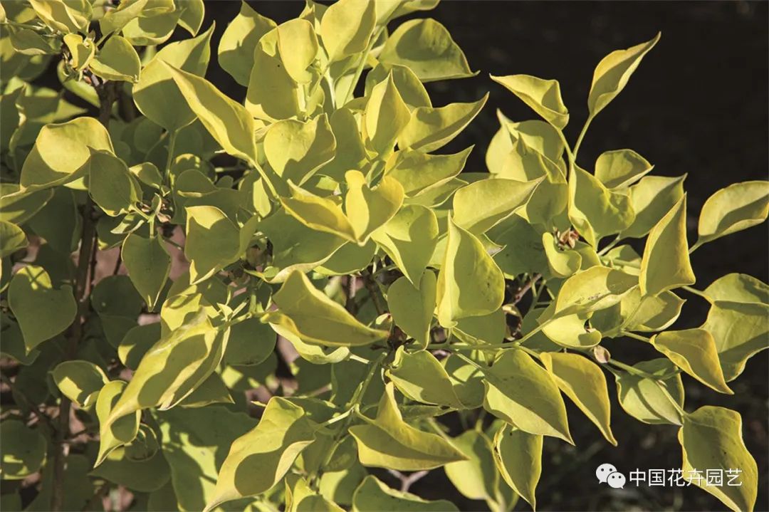 “全能型”乡土植物——丁香|“小众精英”专题