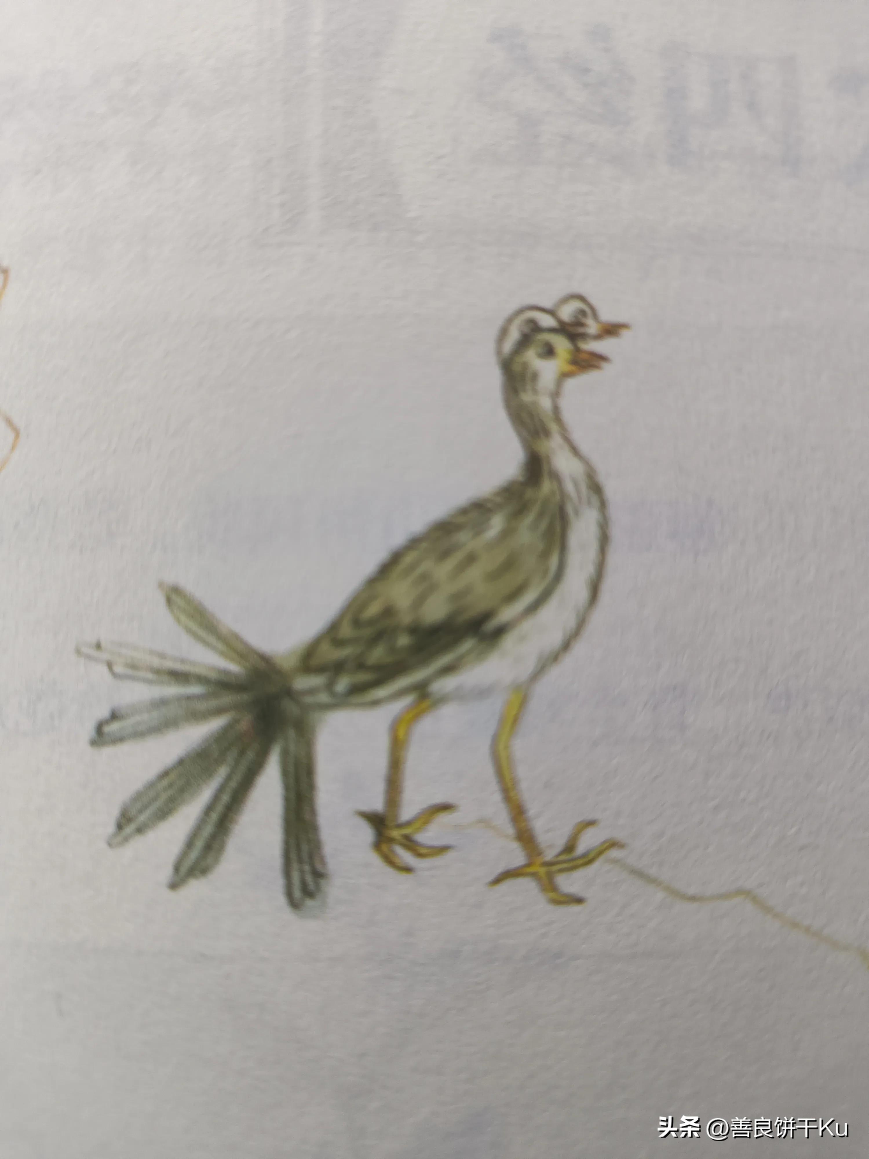 西次三经解读,西次三经什么意思