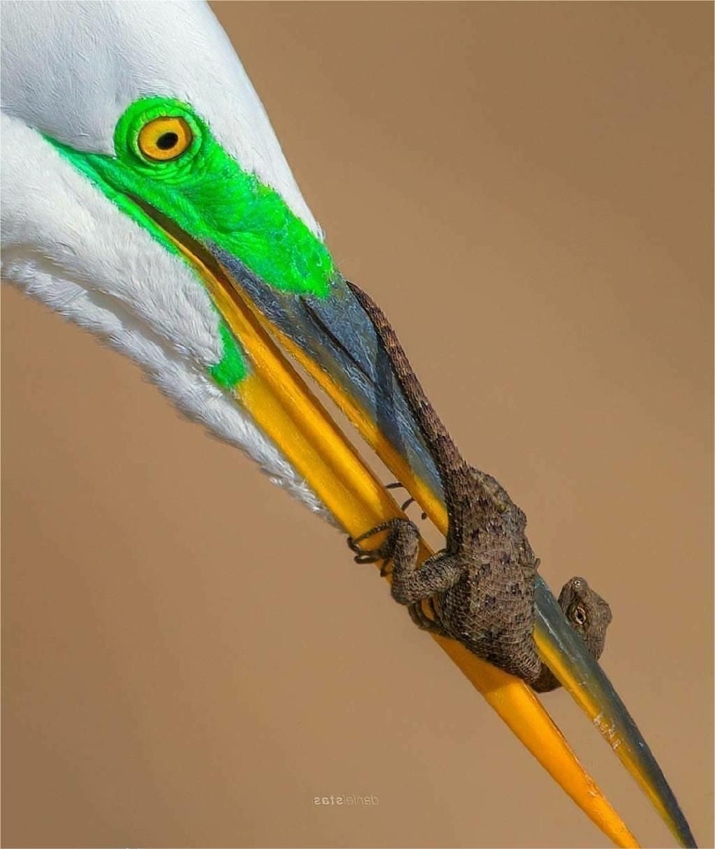 一张图看懂神奇动物,这些罕见的神奇动物到底有多可怕