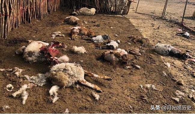 2019年狼人事件,18世纪狼人事件真相