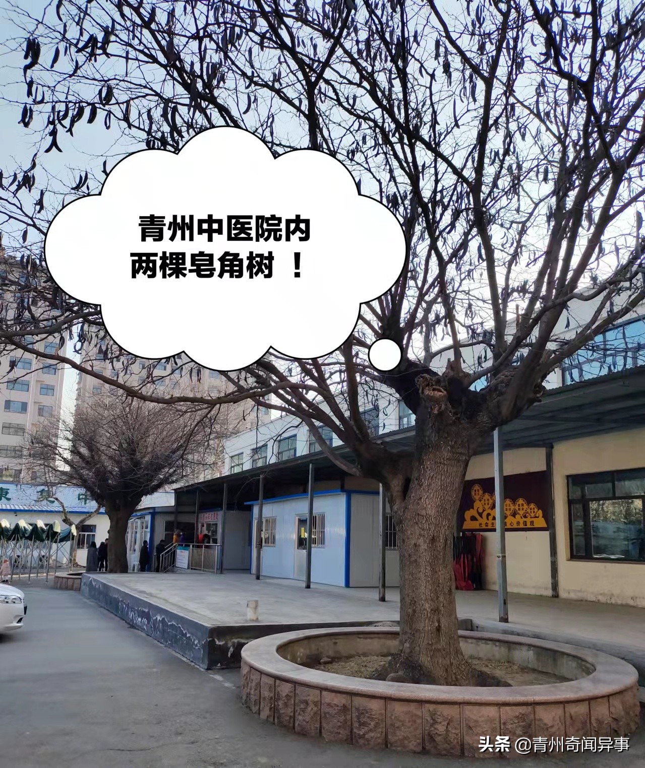 青州中医院有雌雄两棵皂角树，其中一棵长了蘑菇