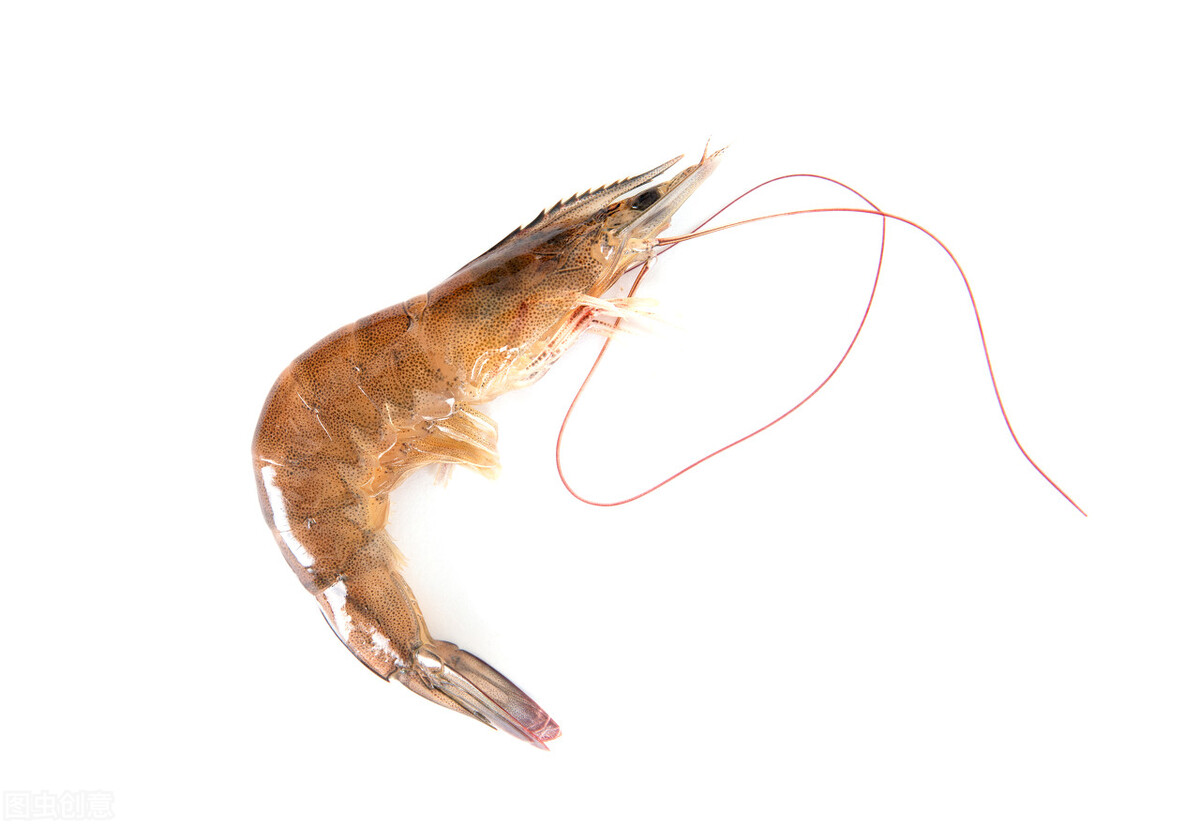 黑虎虾有膏跟无膏怎么挑选,如何挑选新鲜的虾听大厨给你分析