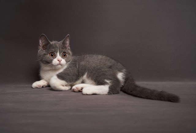 新手养猫入门指南新晋铲屎官,铲屎官最容易忽略的五点养猫常识