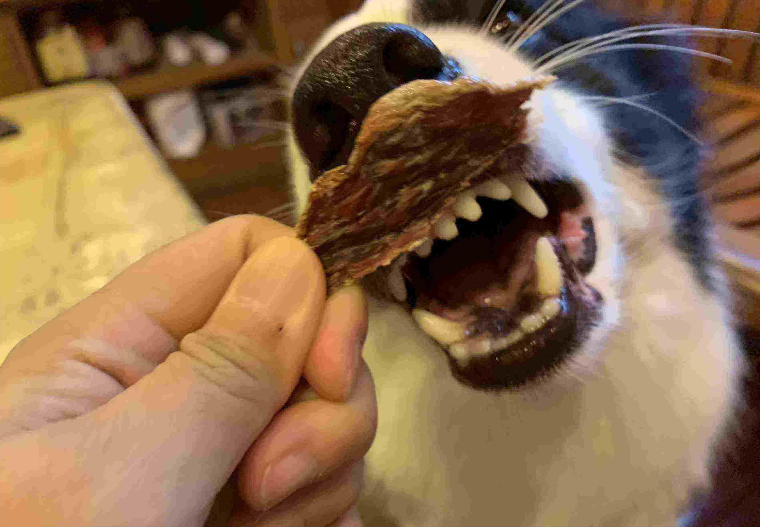 狗狗眼屎多怎么解决,狗狗精神萎靡眼屎多