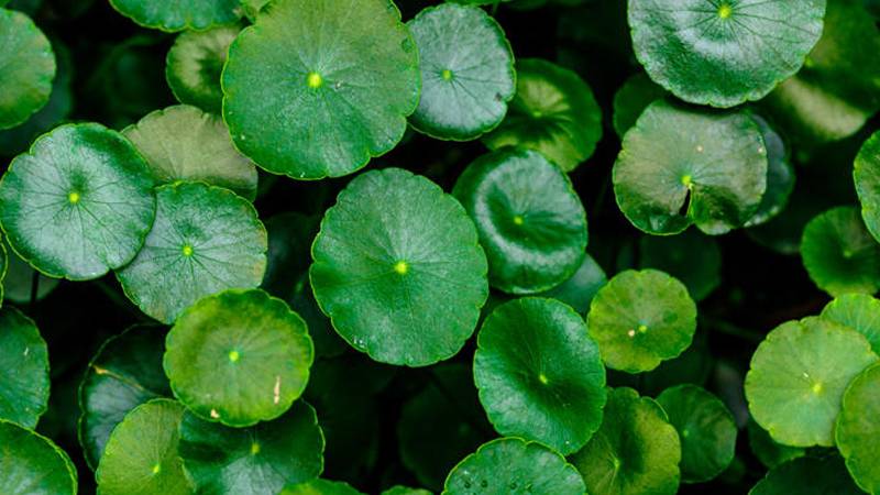 镜面草怎么养最好,镜面草小知识