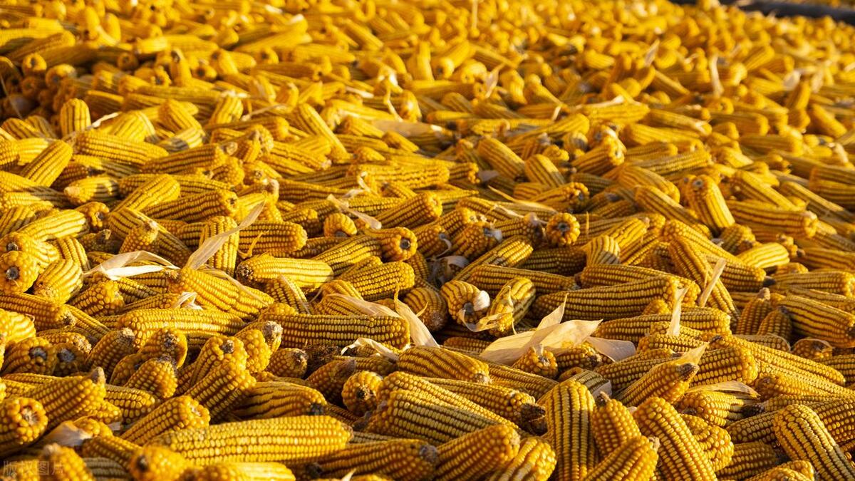 中国玉米市场走向明确,玉米市场迎来转机