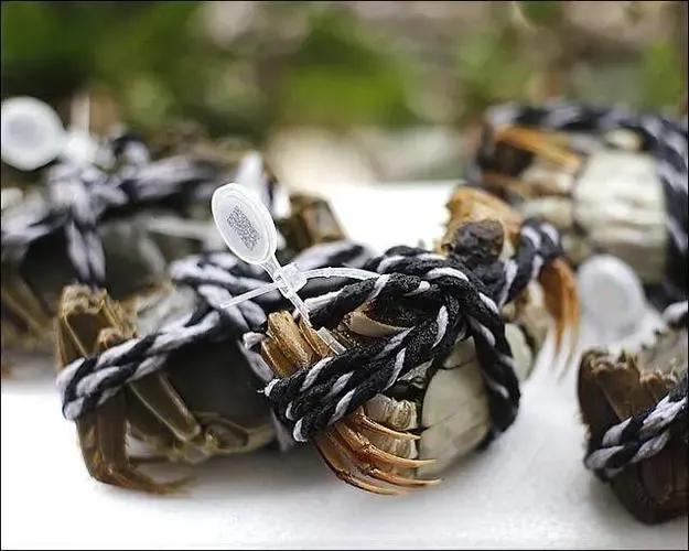 怎么绑大螃蟹最简单的方法,绑螃蟹教程青蟹