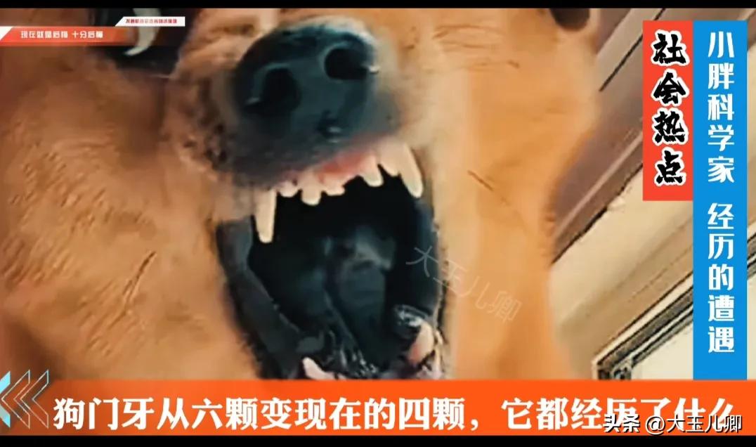 狗狗门牙为什么只有五颗,狗狗五颗牙和七颗牙的区别