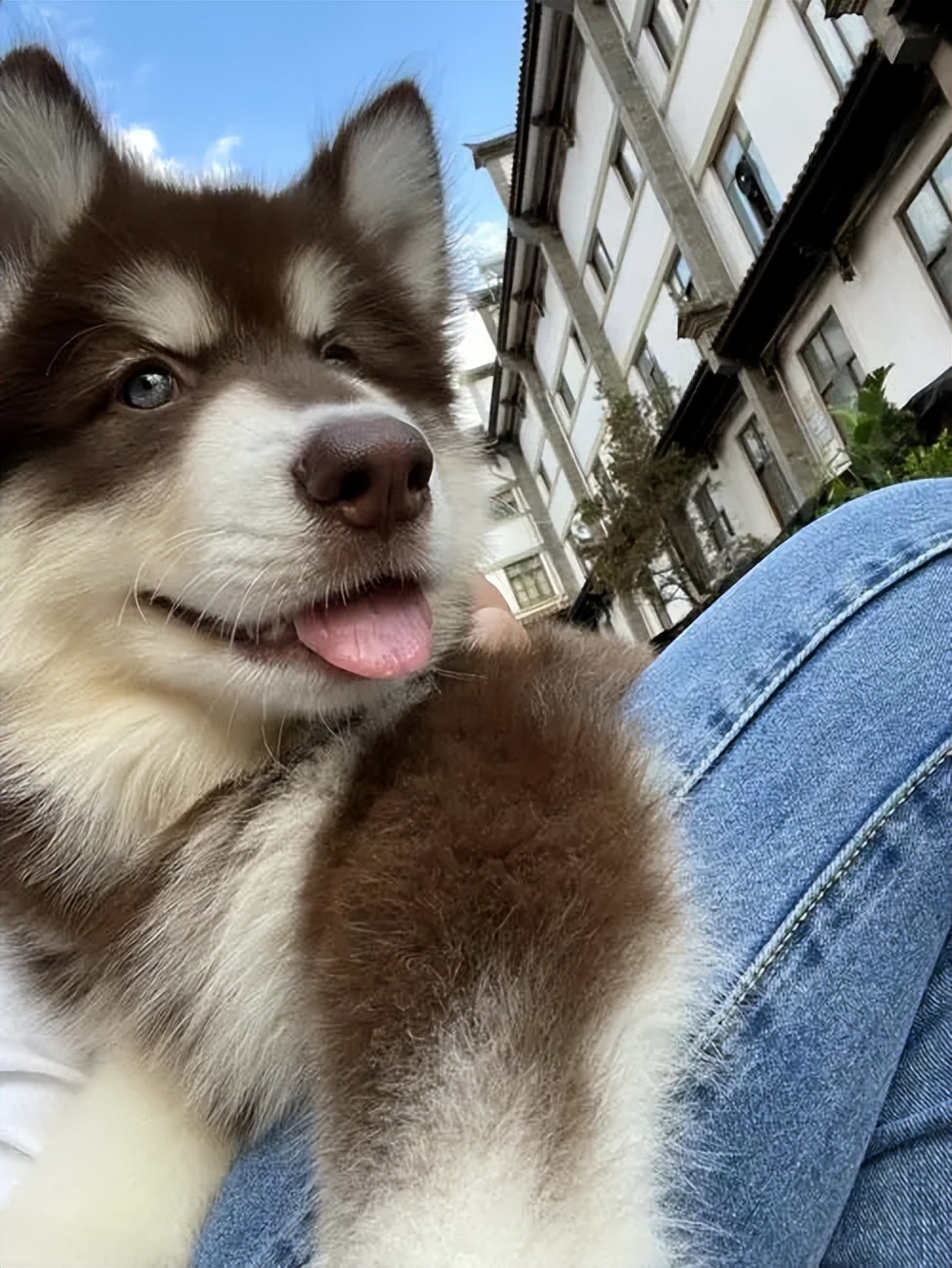 阿拉斯加犬的优点与缺点,搜索阿拉斯加的优点和缺点