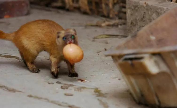 深析捕杀野生动物，探究带来可怕后果