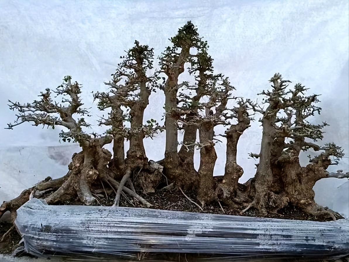 养桩,养盆景桩全部用河沙可以吗