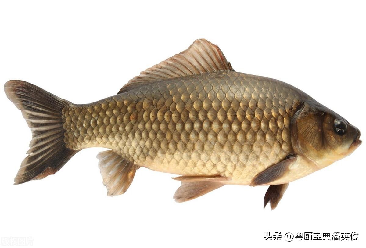 鲫鱼品种大全及喜欢吃什么,鲤鱼鲫鱼淡水鱼品种