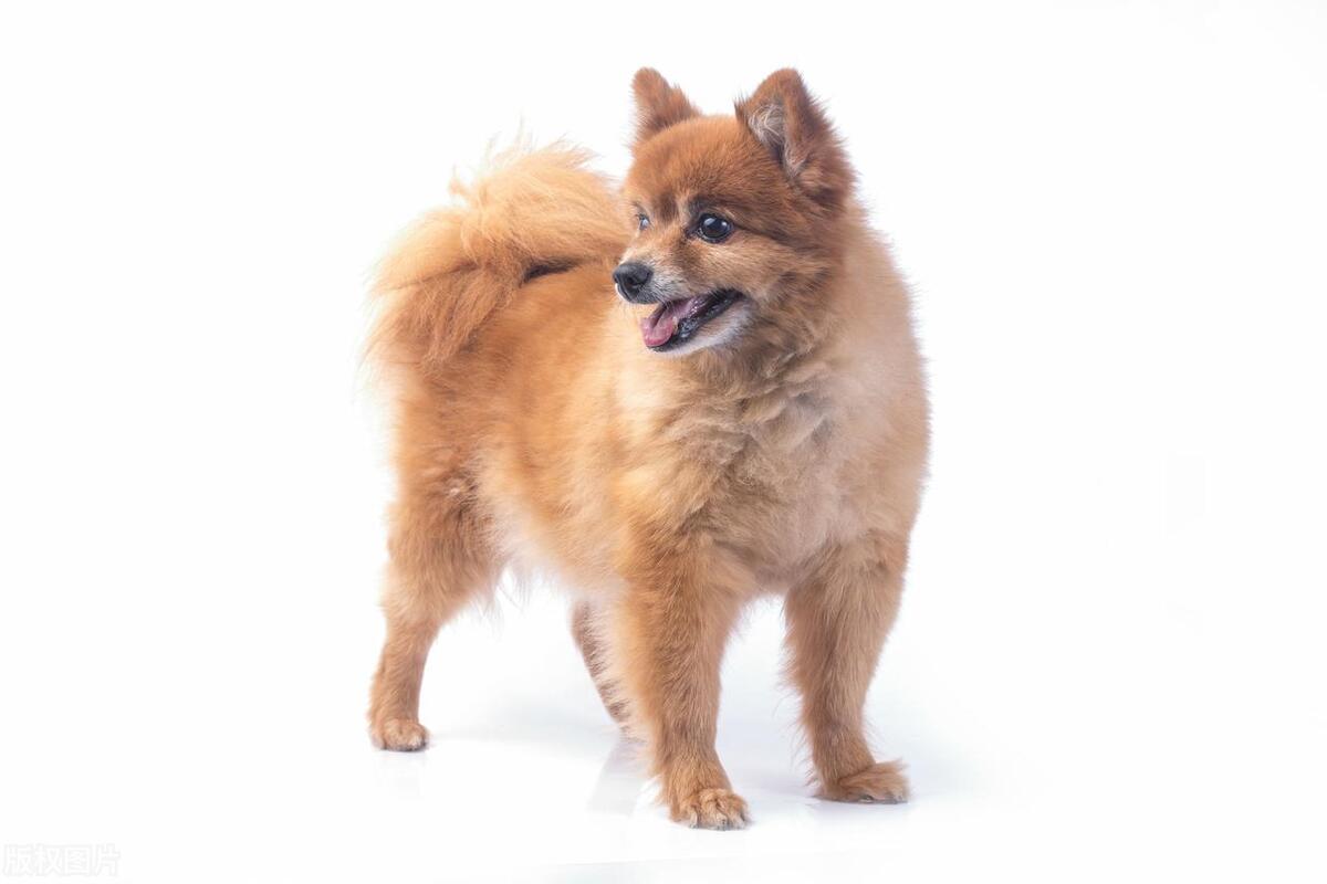 2022鑲栫嫍娴佸勾杩愮▼,2023鑲栫嫍娴佸勾杩愮▼