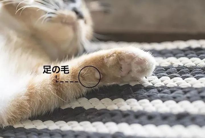 收集猫咪的胡须会带来好运？但它有这么多用途，不能剪