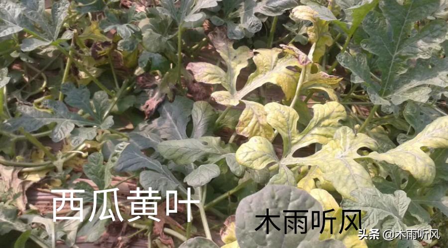 西瓜苗发黄而且不长是什么原因,西瓜苗第一片真叶发黄是什么病