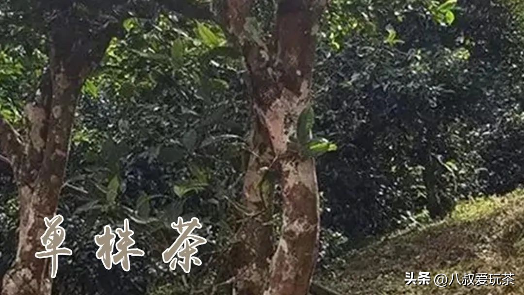 购买普洱茶避坑指南,漫谈普洱茶购买时需要坚守的原则