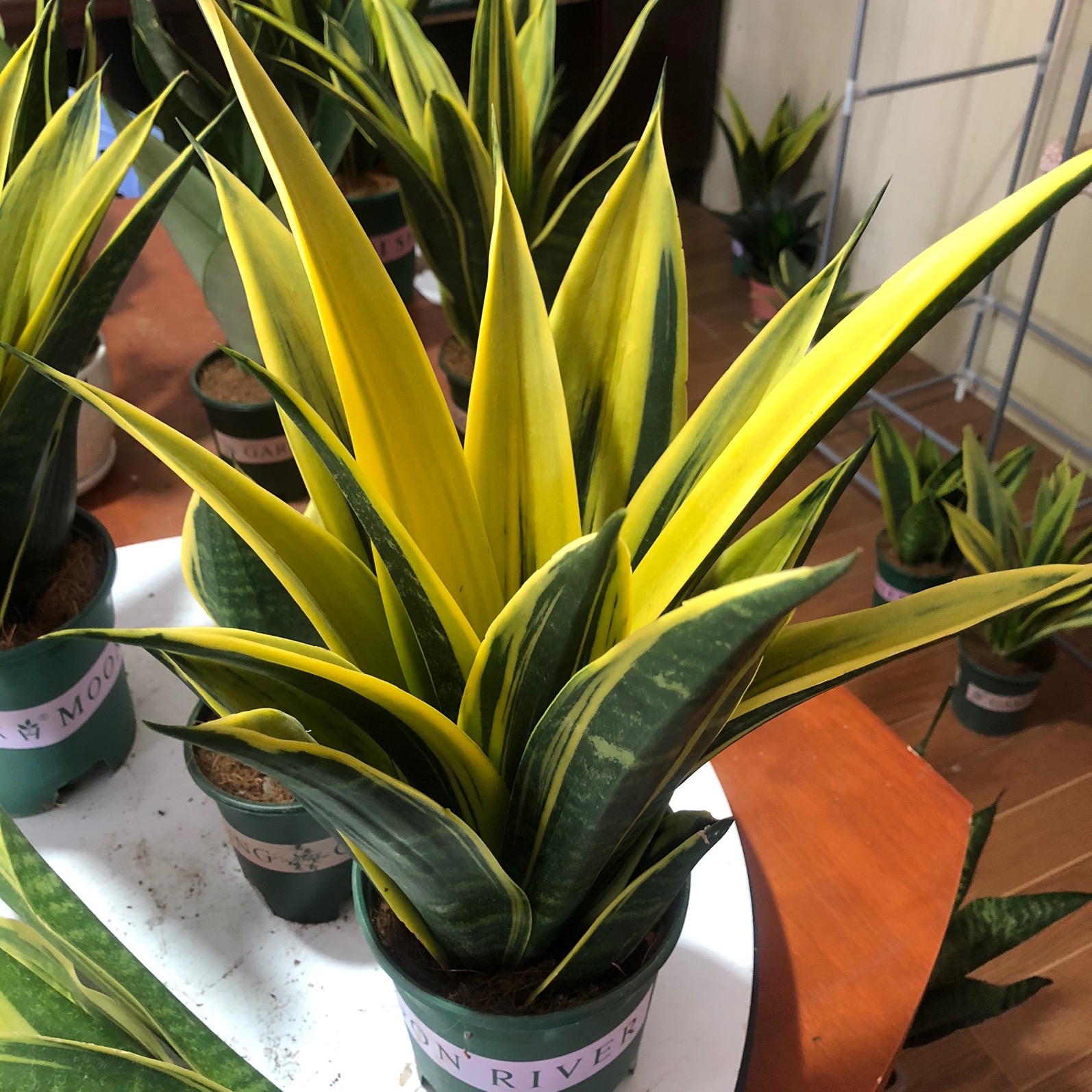 家居必备的几款高颜值中大型绿植,40款超治愈的家居绿植