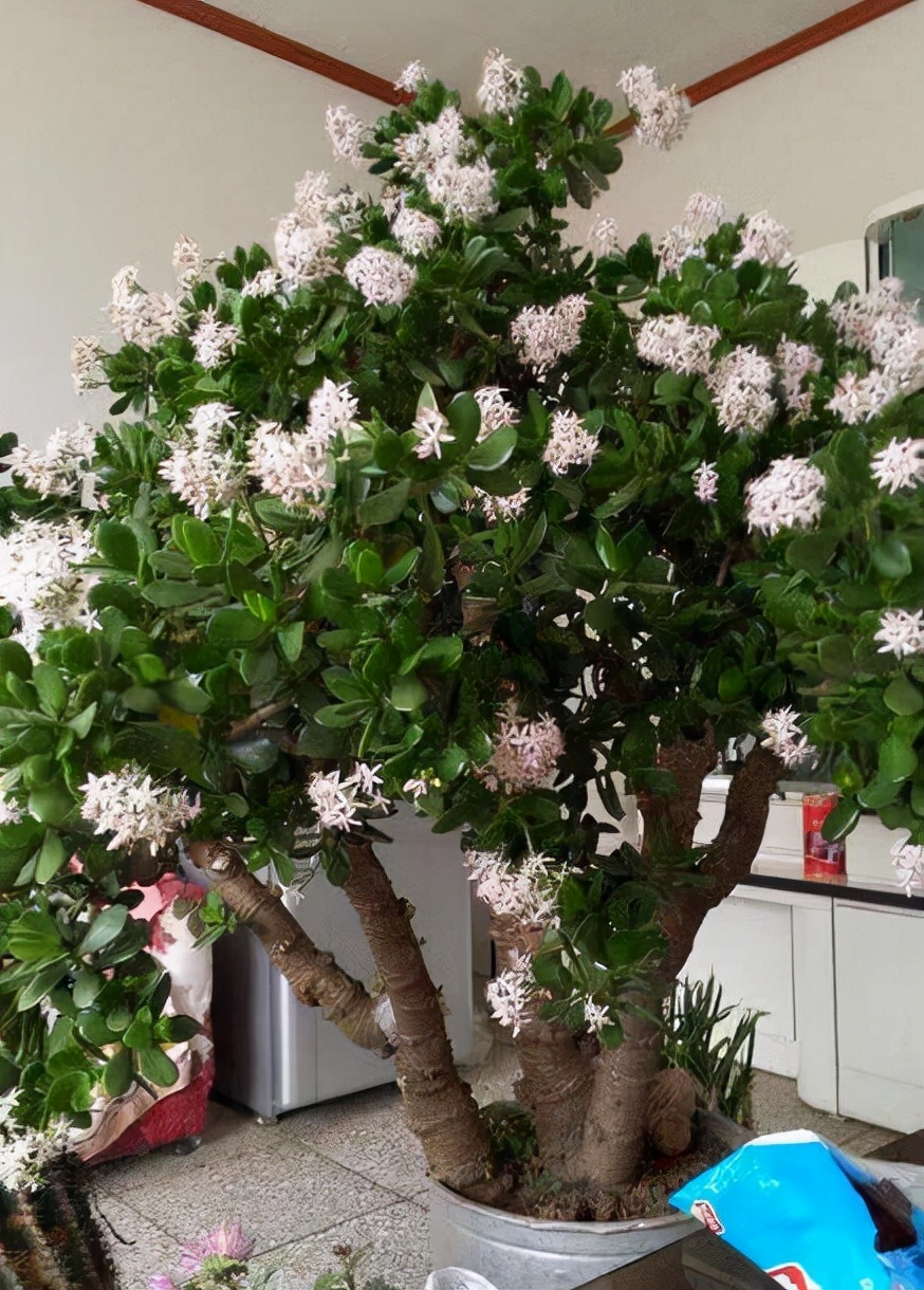 养什么花老桩值钱,这些花养成老桩就值钱了