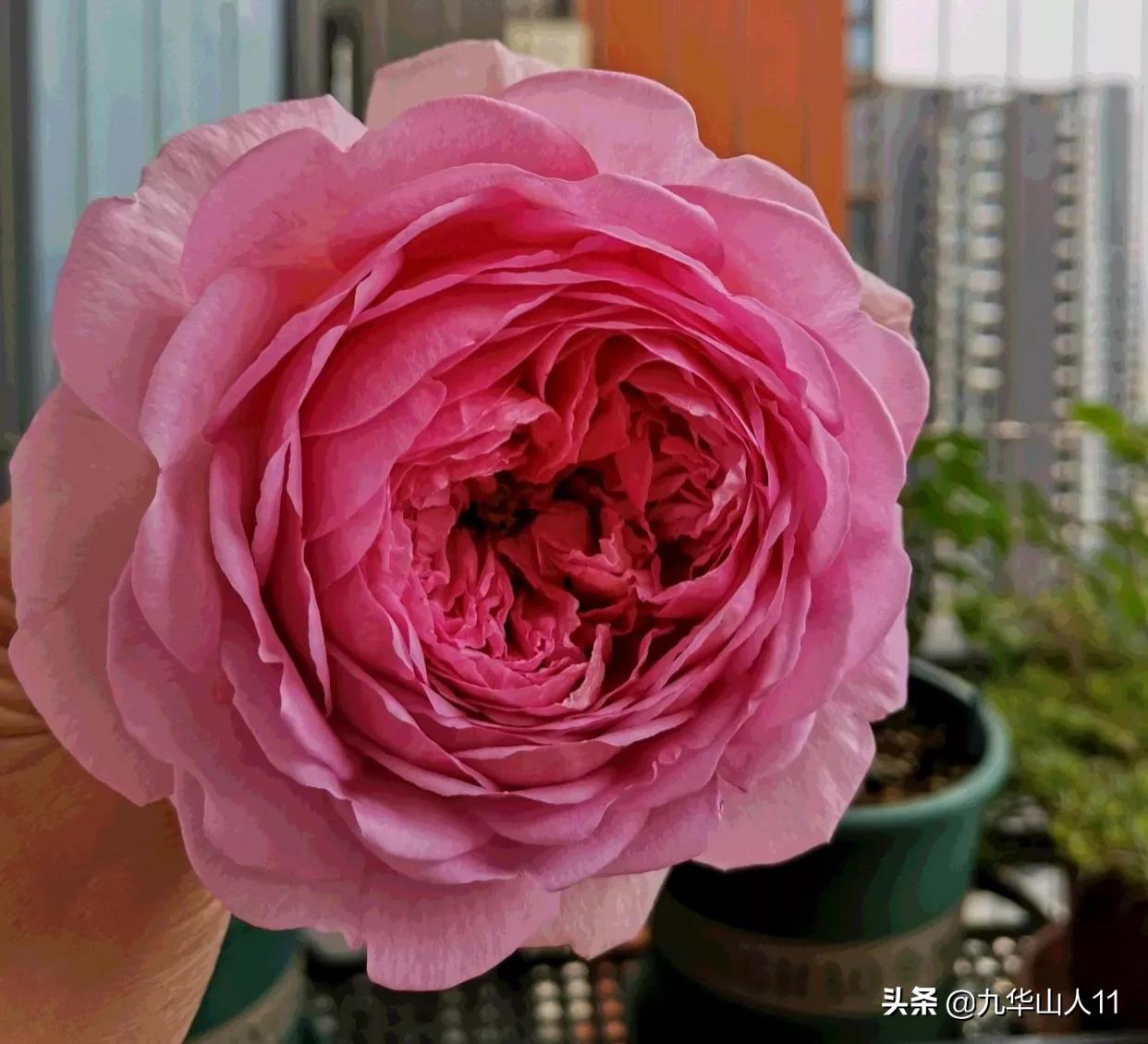 大花浓香勤花的月季品种,大花月季品种介绍大全图片及价格