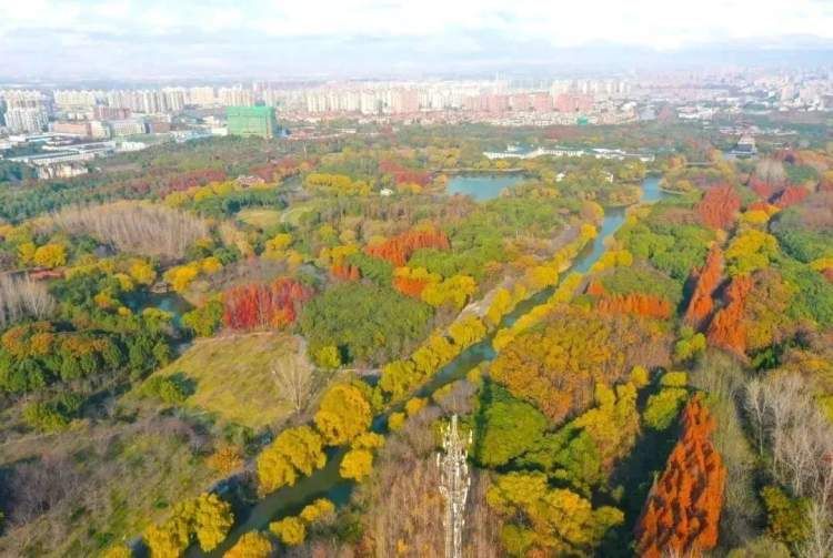 顾村公园冬季好玩吗,顾村公园游玩线路攻略一日游