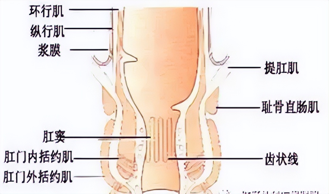 肛瘘中医治疗历史,广安门医院中医治疗肛瘘的方法