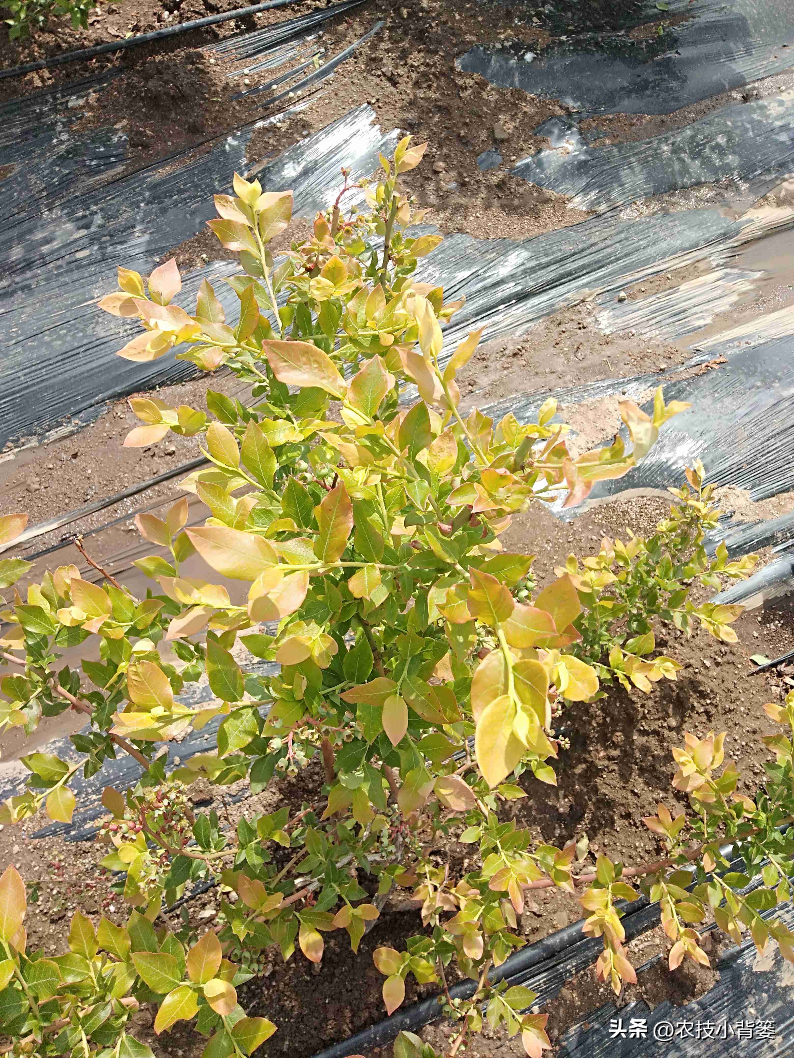 蓝莓黄叶几个月了还有救吗,蓝莓叶脉失绿发黄怎么办