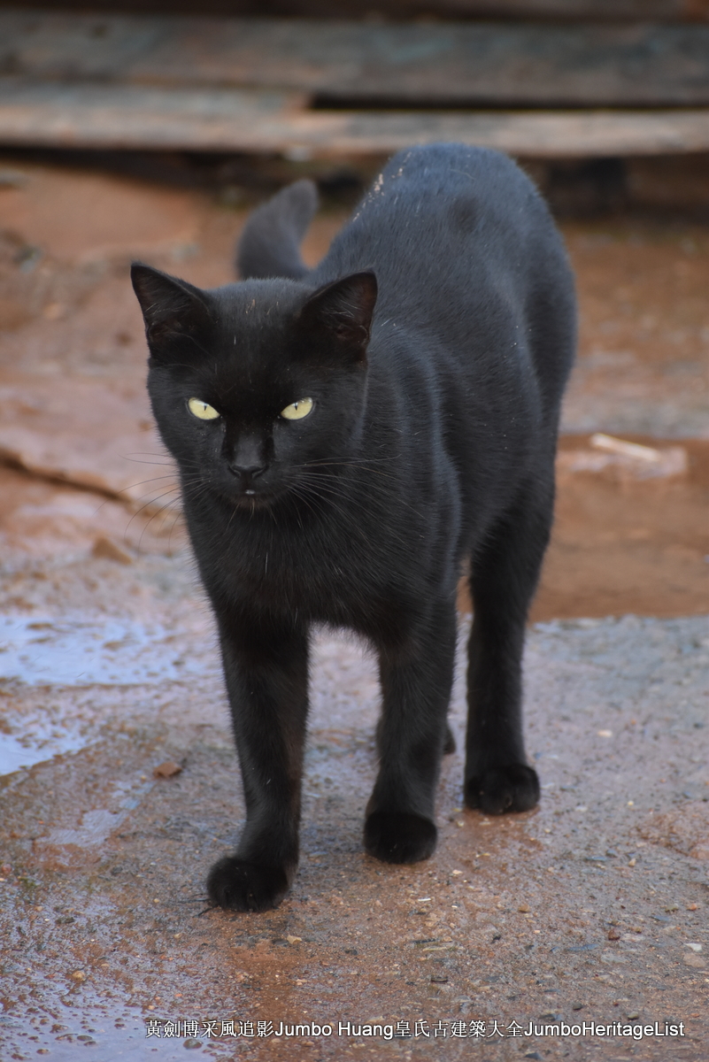 第5047回：消失的亚马逊文明，流失的林下聚居地