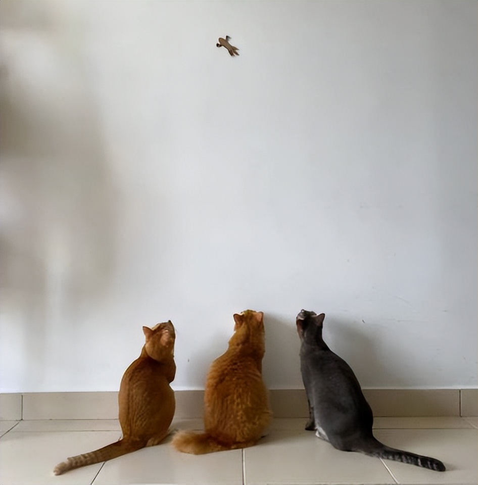 网友画“壁虎”想耍耍自家猫，可没想到…把全网的猫都给骗了