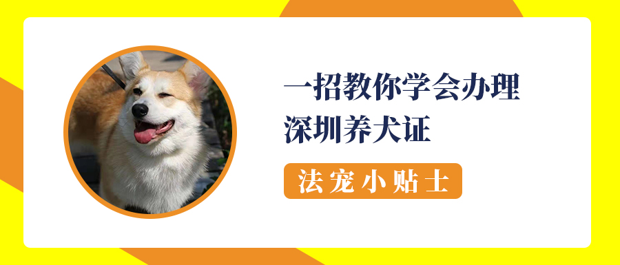 深圳电子犬证怎么办理,深圳在哪里办理养犬登记